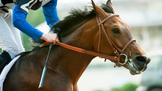 racehorse-stock-photo.jpg