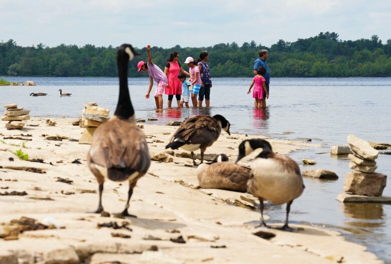 Can I kill rats, raccoons and other pests in Ottawa? CBC News
