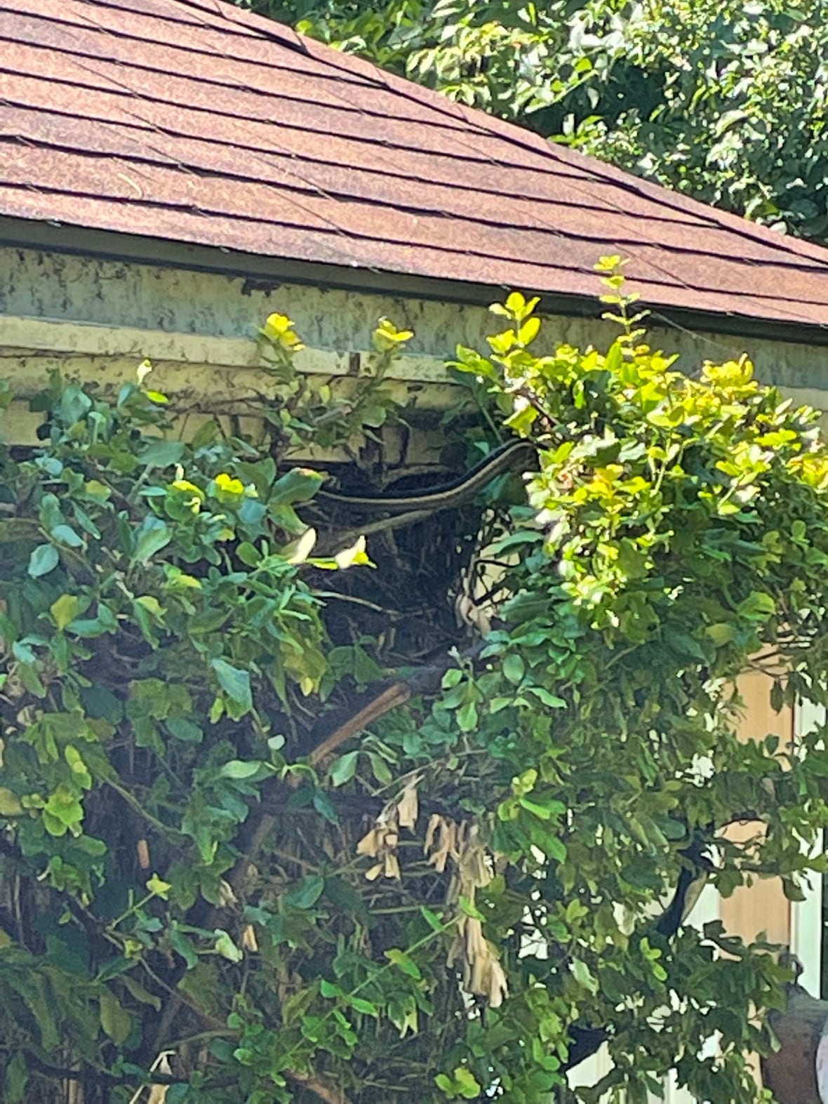 How do you get rid of snakes in your garage? This homeowner is trying