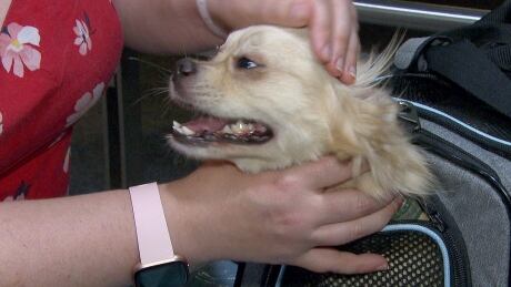 Rescuers rush to bring dogs to Canada before ban