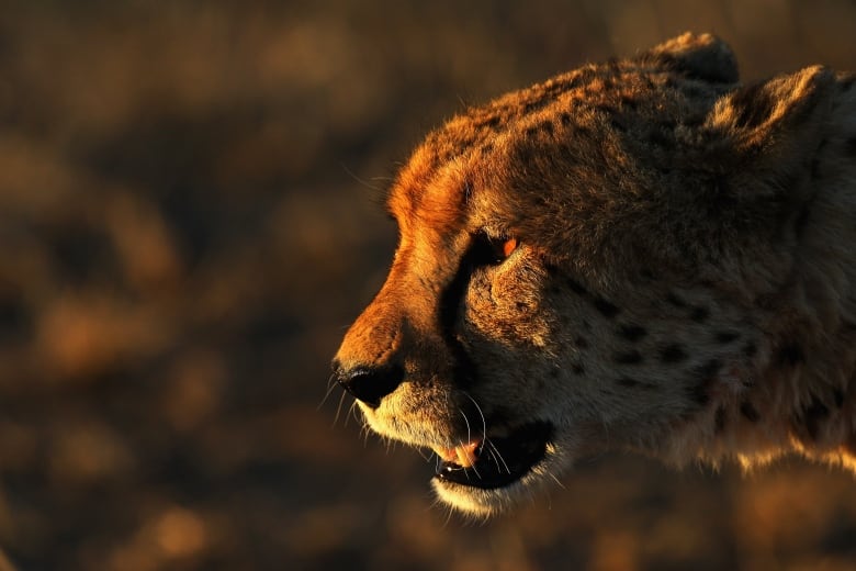 A close-up of a cheetah's snarling face.