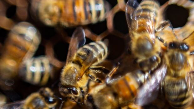 B.C. beekeepers brace for another challenging season after difficult winter