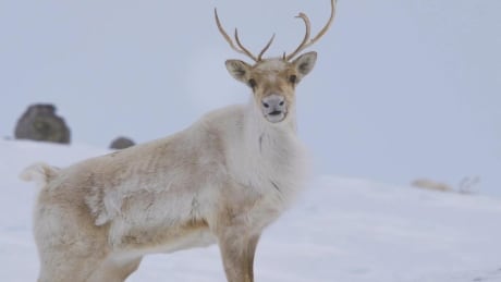 The documentary Herd was made in collaboration with Inuit communities in Labrador. Caribou from documentary Herd