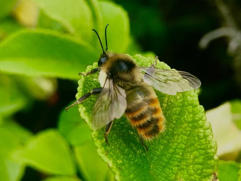 A bee sits on a large leaf