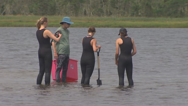 Groups conducting coastal restoration in N.S. say they face ‘astonishing’ red tape