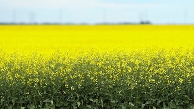 Canadian canola dodges Trump tariff threat, but still faces economic uncertainty