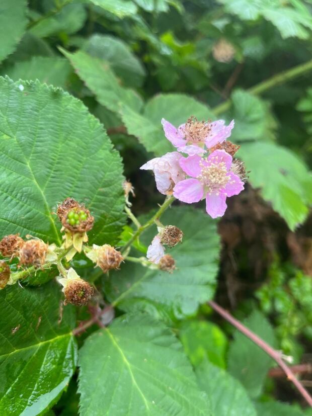 Thorny problem invasive Himalayan blackberry plant found in Yarmouth