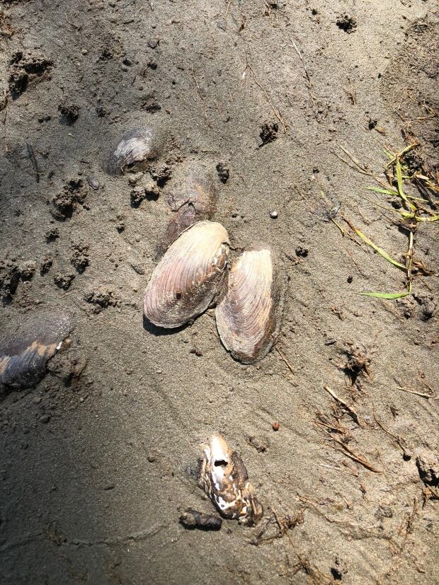 'New Brunswick safari' A guided tour of lower Wolastoq wetlands CBC News