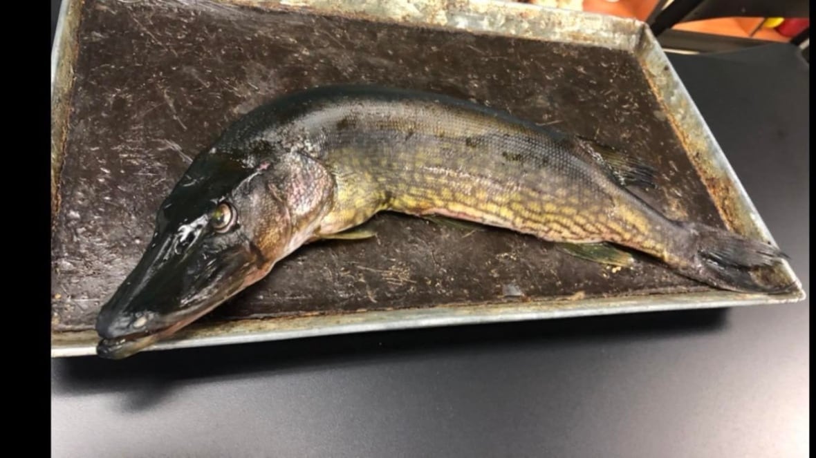Are invasive pickerel endangering rainbow smelt in Lake Utopia? CBC News