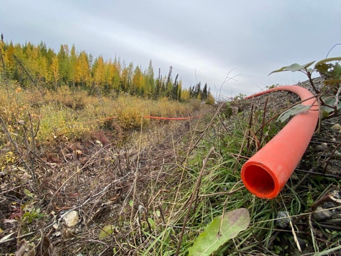 An orange cable is seen running along the ground in a shrubby, forested area.