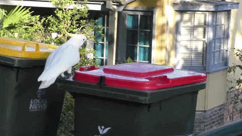 A large grey-white bird opens a plastic garbage bin with a red lid using its beak by a house in a suburb of Sydney, Australia.