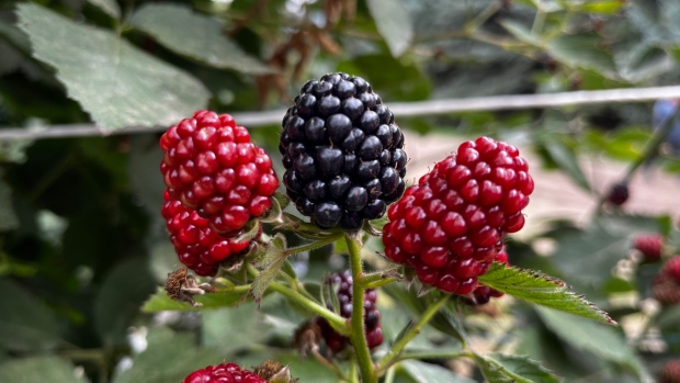 U.S. fruit sellers look to Canada for berry production amid drought, rising costs; Blackberries and raspberries may be easier to grow in Canada as the climate changes.