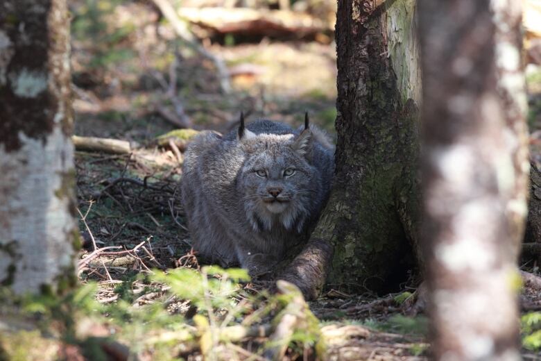 森林里的猞猁。