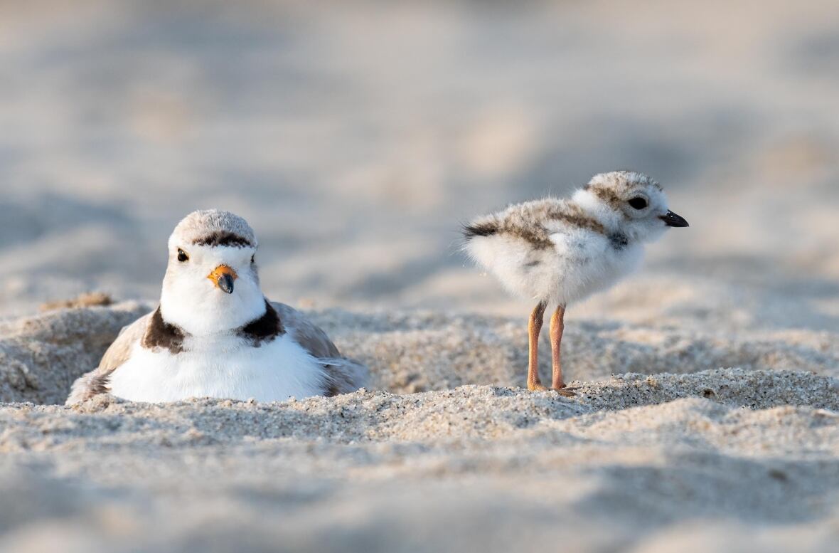 A picture of a Piping Plover bird and her hatchling. 