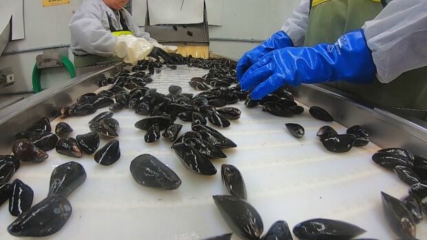 Mussels