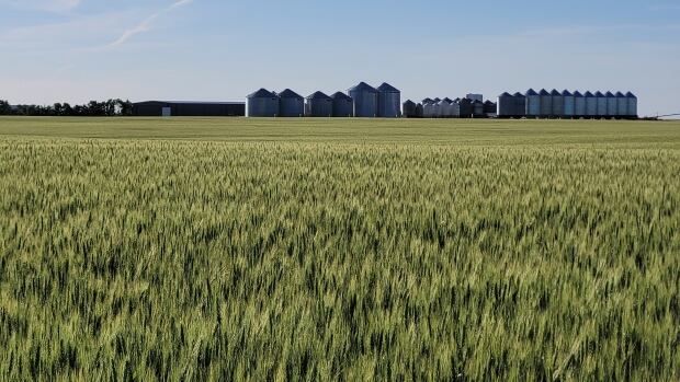 Warm and dry weather has Saskatchewan farmers concerned about future yields