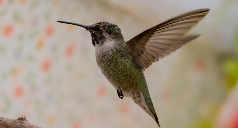 Closeup of a hummingbird.