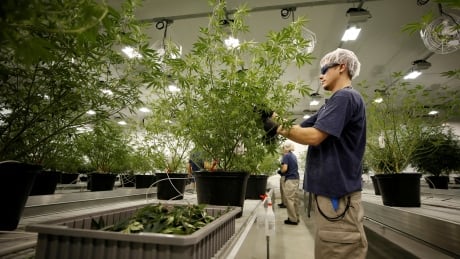 Worker collecting cuttings from marijuana plant at Canopy Growth facility in 2018 file photo