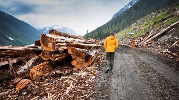 Environmental groups critical of new B.C. government old-growth logging ...