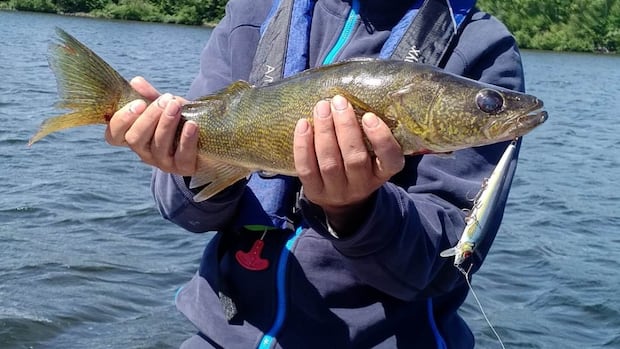 'No choice'- northwestern Ontario community moves to protect natural resources