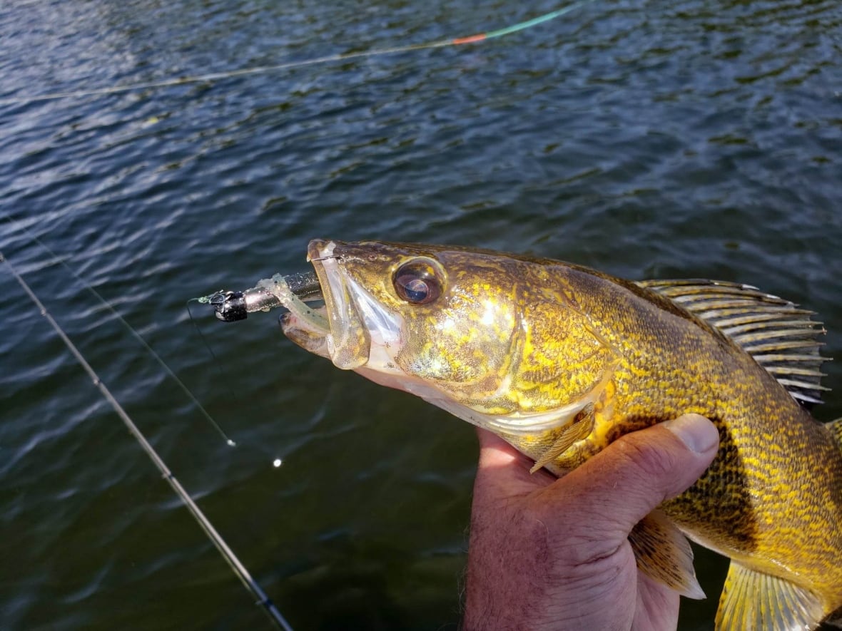Walleye catch limit on Lake of the Woods would be cut in half under new