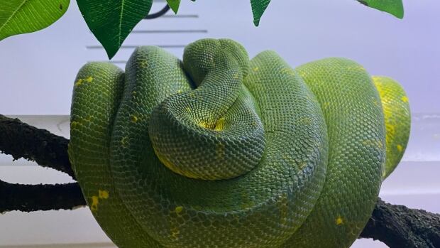 Hamilton police cadet finds large Green Tree Python in jacket of ...