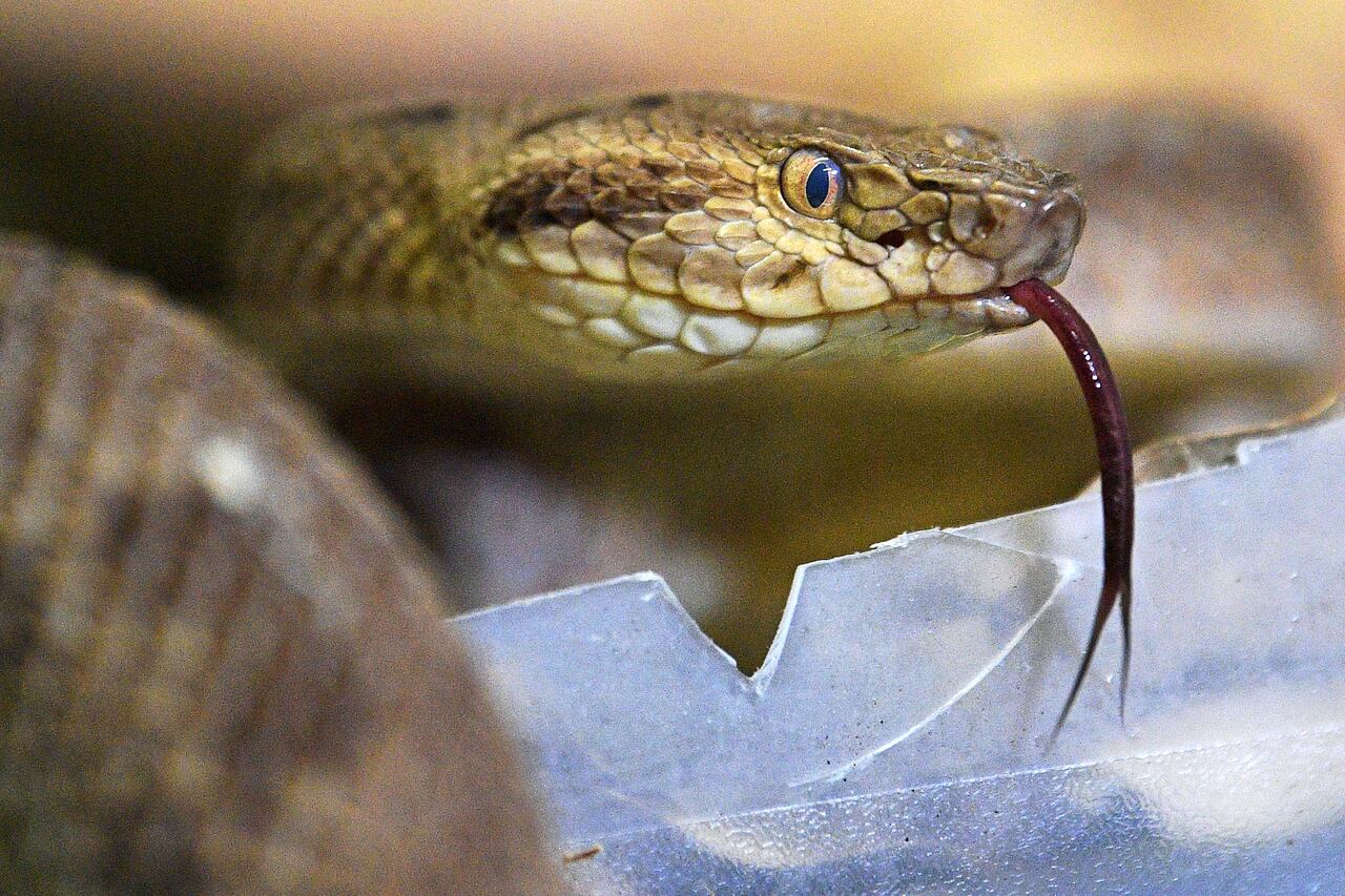 Snake in my vagina