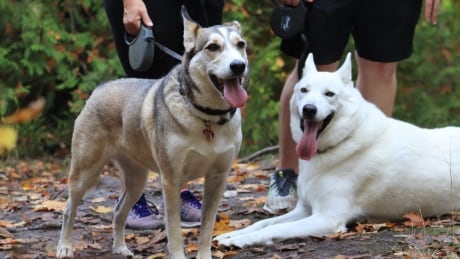 Huskies