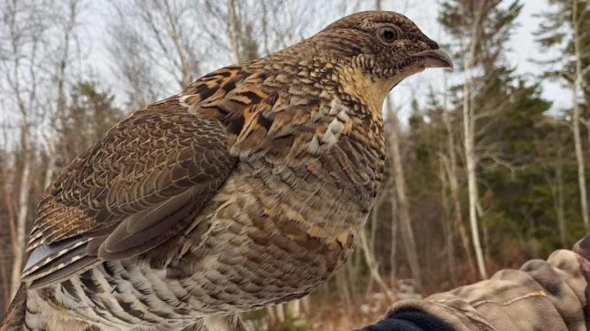 A ruffled grouse