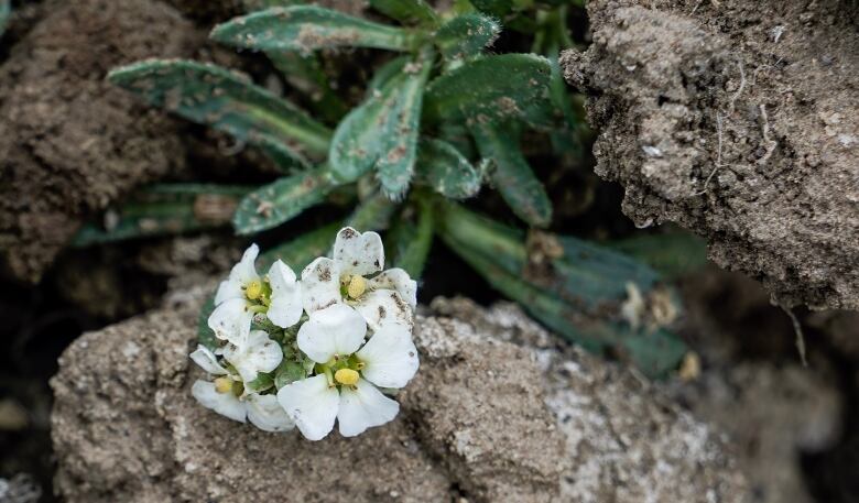 A plant with a cluster of white petaled flowers and yellow centres grows up from between the cracks of large dirt clumps. The plant looks bright and healthy, but it's covered in bits of wet sand.