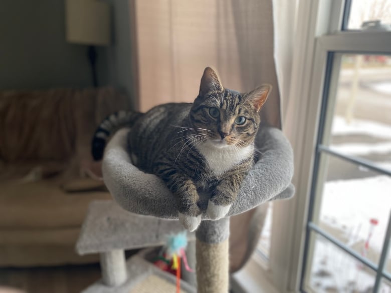 A brown cat with black stripes and white paws sits on a cat tower.