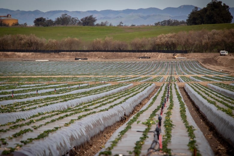 A strawberry crop on the Central Coast of California.