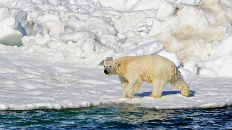 A polar bear on ice near open water.