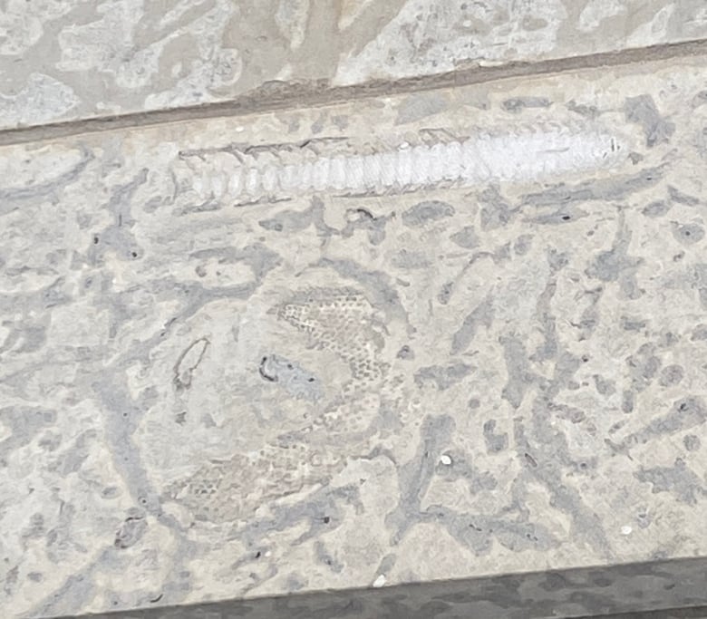 Grey and cream-coloured marks are shown on a stone, along with fossils from ancient marine animals.