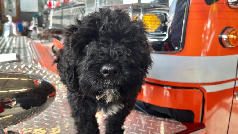 The puppy is a 15-week-old Portuguese water dog and has been at the Kahnawà:ke Fire Brigade since Jan. 10, 2023.