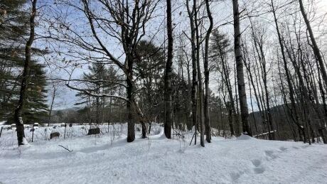 snowy forest