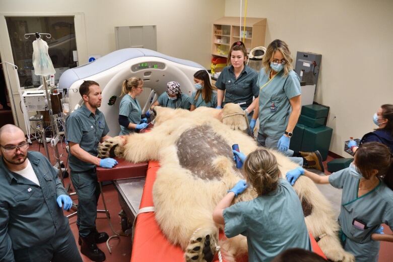 10 people stand around a bed where a polar bear is sedated. Someone is shaving his stomach. 