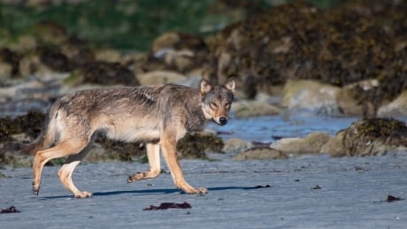 Nootka Island Coastal wolf