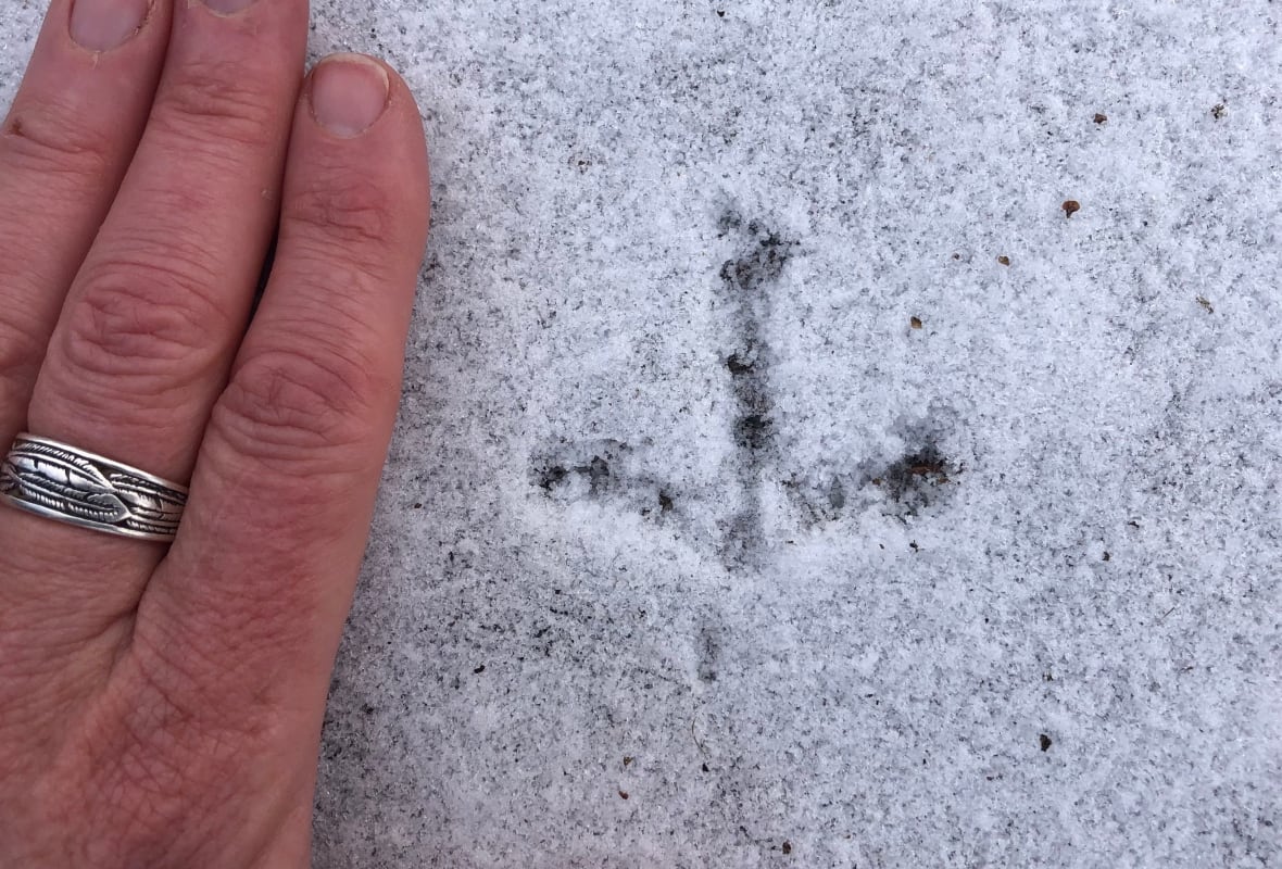ruffed grouse track