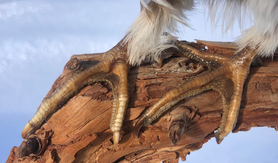 ruffed grouse feet