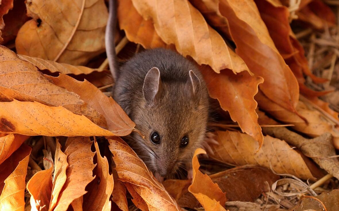 deer mouse