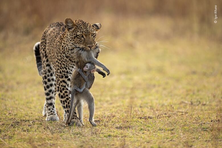 A leopard walks along the grass holding a dead monkey by the scruff of its neck. A small baby monkey clings to the dead prey.