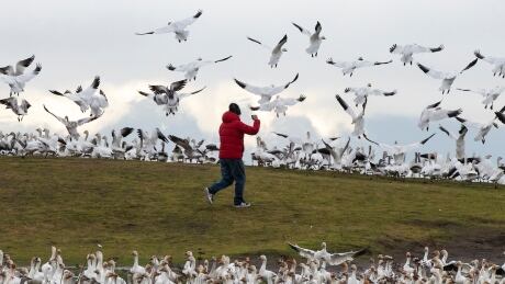 Snow Geese migration