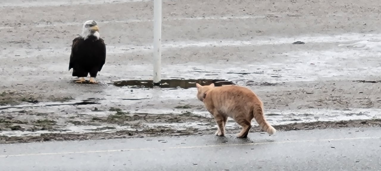 Hawk Eating Cat