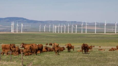 Alberta wind power agriculture