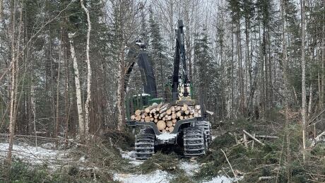 Cutting in the boreal forest