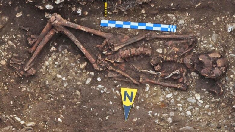 The full human skeleton is seen still in the ground where it was discovered. 