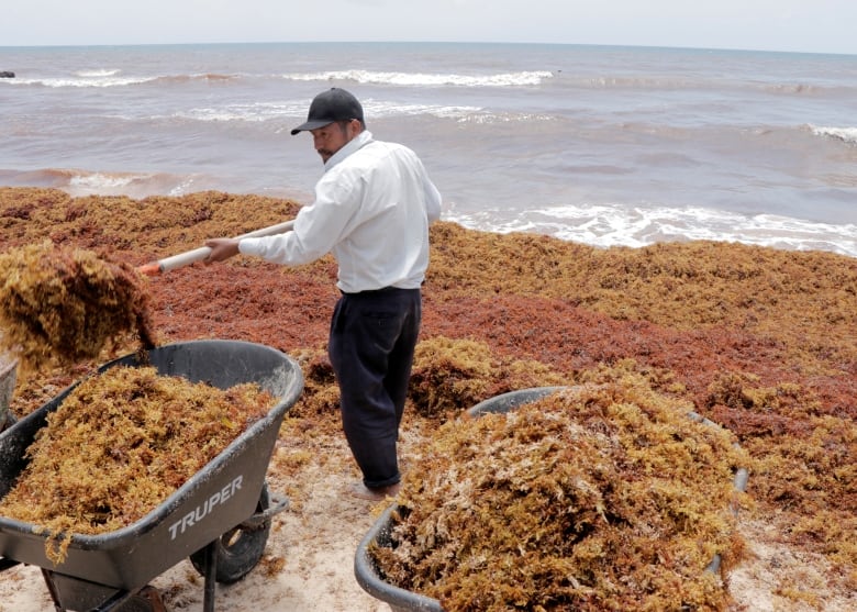 A worker in a white shirt and black pants shovels brown sargassum into a wheelbarrow. The shore is covered in it.