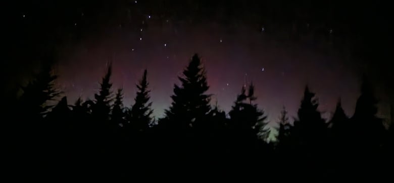 A starry sky with a purple-tinged sky with trees in the foreground.