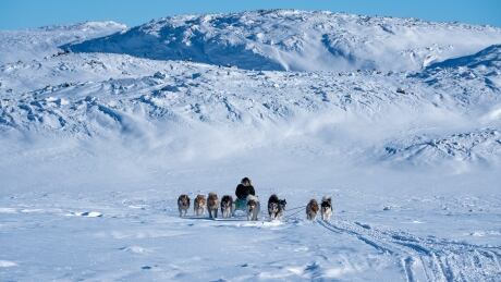 Dogs on land